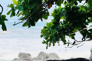 Depuis Uvita : excursion d'une journée au parc national du Corcovado en bateau