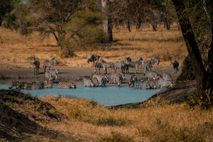 Da Zanzibar: Parco nazionale di Nyerere, safari con volo incluso