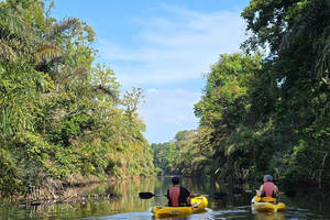 Gandoca:Kayaking through Mangrove Forest