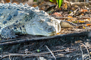 Guanacaste: tour in barca al Parco Nazionale di Palo Verde