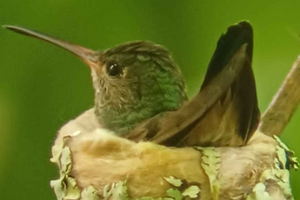 Guanacaste: Rincón de la Viejan tulivuoren eko-wellness-retki