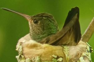Guanacaste: Rincón de la Viejan tulivuoren eko-wellness-retki