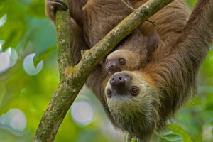 Guanacaste : Sanctuaire de paresseux et aventure dans les cascades