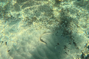 Jaco: White Sand Beach Snorkel Adventure with Monkeys