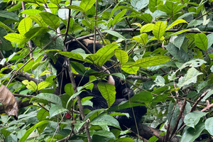 Jungle Canoe Tour