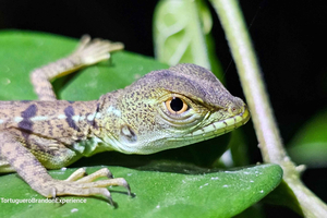 Jungle Night tour in Tortuguero: Wildlife and Adventure.