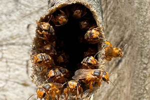 La Fortuna: visita al jardín de abejas del Arenal