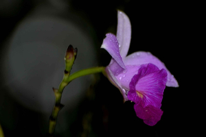 La Fortuna: Arenal Mundo Aventura Night Walk