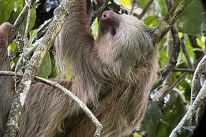 La Fortuna : visite guidée des paresseux et des singes de l'Arenal