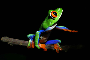 La Fortuna: Chocolate tour and Night walk Don Juan Arenal