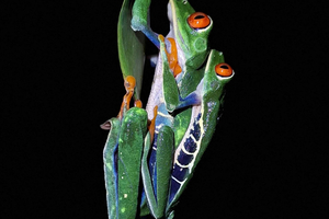 La Fortuna : Expédition nocturne dans la forêt tropicale avec Ecocentro Danaus