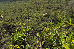 La Fortuna: Hanging Bridges, Volcano, Waterfall & Lunch