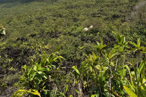 La Fortuna: Hanging Bridges, Volcano, Waterfall & Lunch