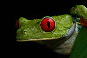 Caminhada noturna em La Fortuna no Parque Ecológico Anura (grupo pequeno)