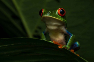La Fortuna: Night Walk with Wildlife Spotting