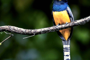 Tour de observação de pássaros na floresta tropical de La Fortuna