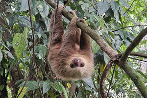 ラ・フォルトゥナ：ピロオアシスのナマケモノと野生動物観光ツアー