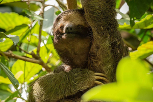 La Fortuna: Sloth, Frog, and Tortilla Cooking Tour