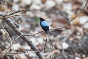 Liberia: Rincón de la Vieja Bird-Watching Tour