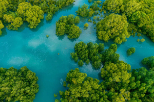 Manuel Antonio: Båttur med mangrovebåt til øya Damas med lunsj