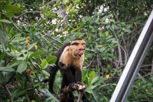 Manuel Antonio Mangroven Bootstour
