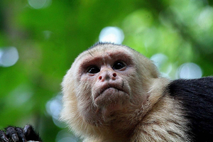 Parque Nacional Manuel Antonio y entrada incluida