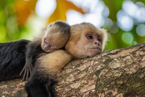 Manuel Antonio: Visita guiada al Parque Nacional y a la Isla Damas