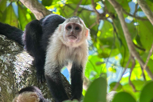 Manuel Antonio National Park: French Walk with Dayana