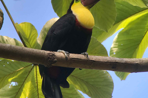 Randonnée guidée dans le parc national Manuel Antonio