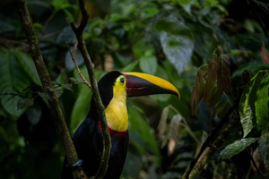 Manuel Antonio: National Park & Mangrove Boat Tour