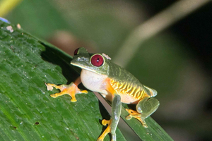 Manuel Antonio Night Tour