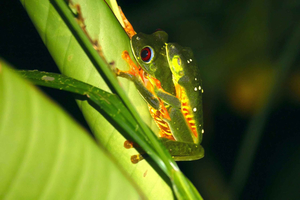 Manuel Antonio Night Walk