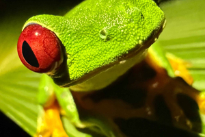 Manuel Antonio: Nattvandring i vildmarken och vildmarksreservat