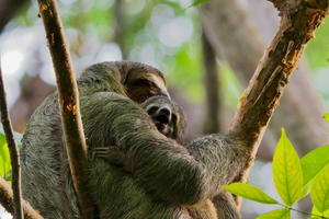 Manuel Antonio Park: Geführter Rundgang mit einem Naturalisten