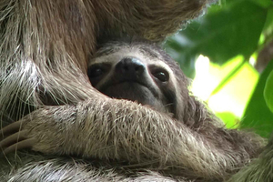Manuel Antonio: Private VIP National Park Tour with Guide