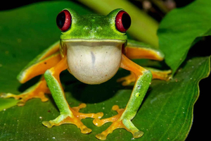 Manuel Antonio: Tour serale del parco Rainmaker con cena