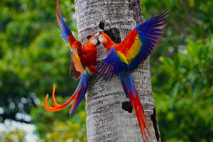 Manuel Antonio: Scarlet Macaw-tur med profesjonelle bilder