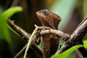 Manuel Antonio: Franstalige parkrondleiding in een kleine groep
