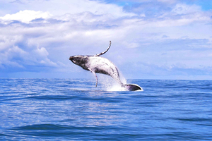 Marino Ballena National Park: Wale und Delfine beobachten