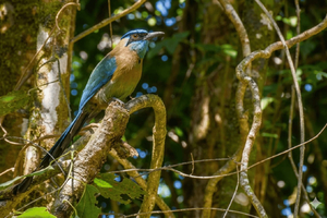 Monteverde: Lintujen tarkkailua eri paikoissa