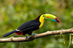 Monteverde: Bird-watching sunrise sightseeing tour in Curi-Cancha
