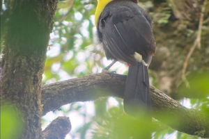 Monteverde: excursão de observação de aves na Reserva Curi-Cancha.