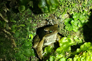 Monteverde Cloud Forest Adventure