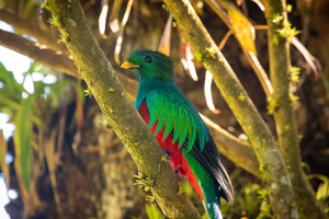 Geführte Tour durch den Monteverde-Nebelwald mit einem erfahrenen Naturforscher