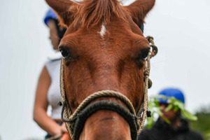 Monteverde: Cloud Forest Horseback Ride with Guide