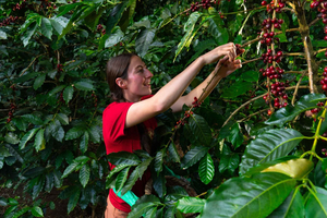 Monteverde: Visita a uma fazenda e torrefação de café com degustação