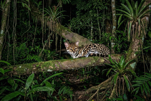 Monteverde : coucher de soleil et randonnée nocturne à la Finca Lantana