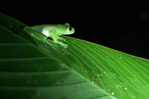 Monteverde: Greenwoods Cloud Forest Night Walk