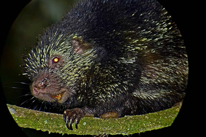 Monteverde: Guided Night Walk with Equipment and Animal Watching
