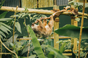Monteverde: Jade Pack Selvatura Park Zipline & Sloth Tour